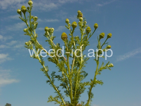 pineapple-weed